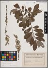 Foto von Salix cinerea L.